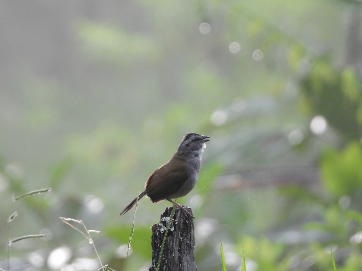 Black-striped Sparrow - ML649094514