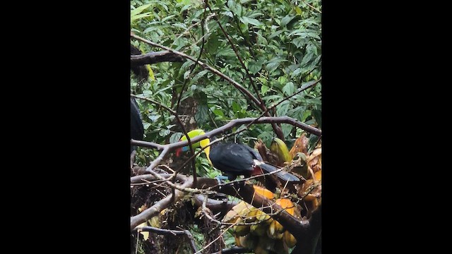 Keel-billed Toucan - ML649094517
