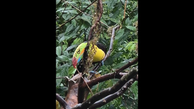 Keel-billed Toucan - ML649094518