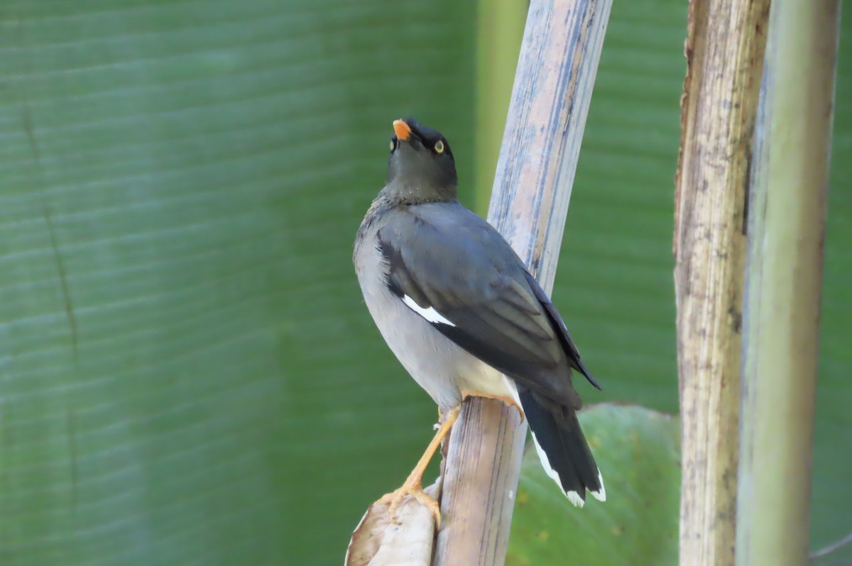 Martin forestier - ML649094520