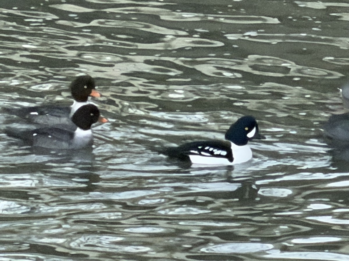 Barrow's Goldeneye - ML649094717