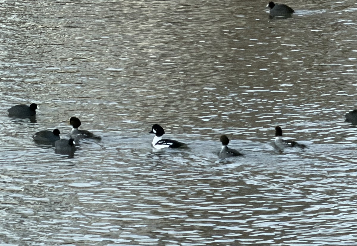 Barrow's Goldeneye - ML649094718