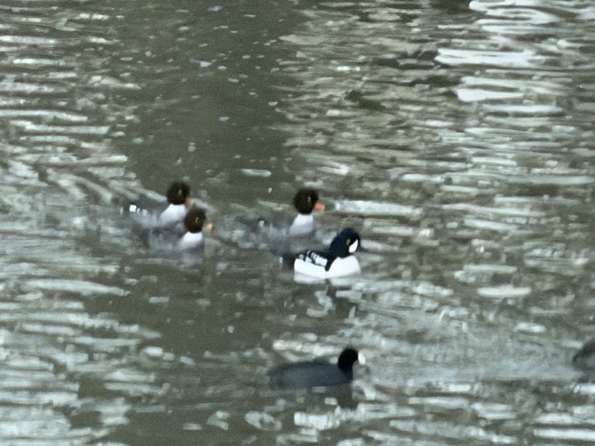 Barrow's Goldeneye - ML649094719