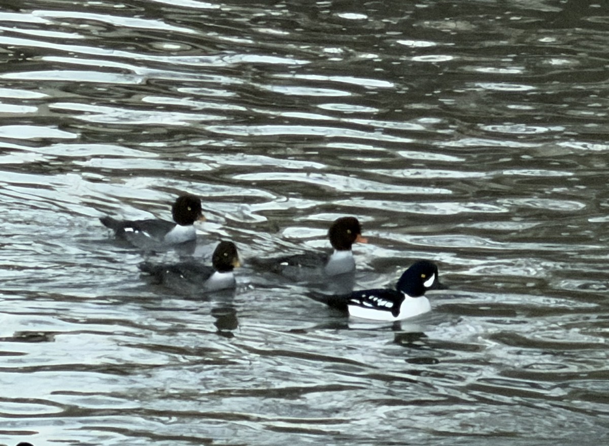 Barrow's Goldeneye - ML649094720