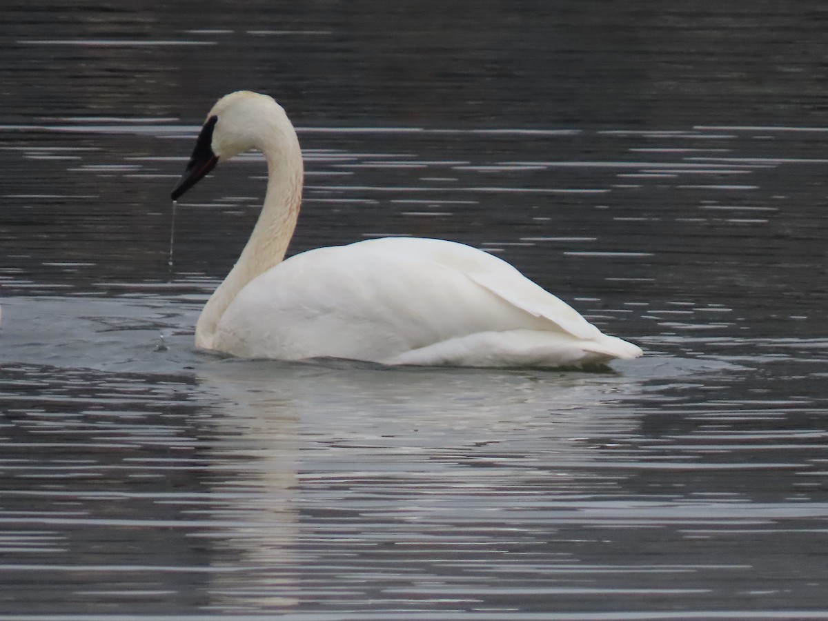 labuť trubač - ML649094952