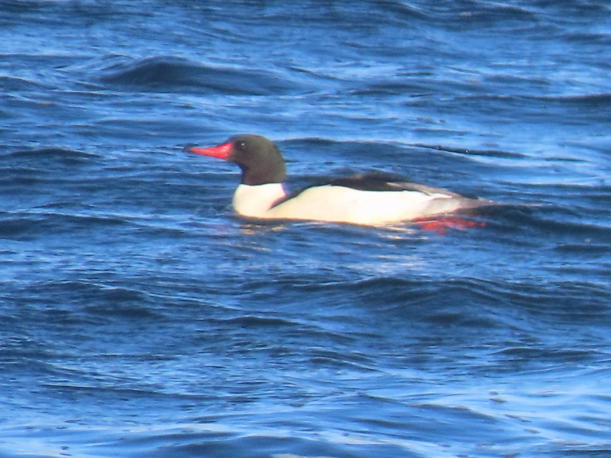 morčák velký - ML649094972