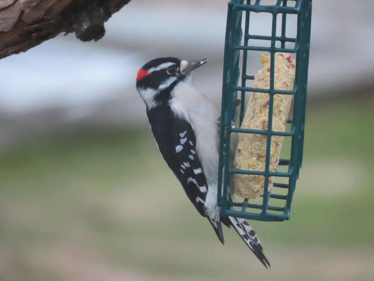 strakapoud osikový - ML649095011