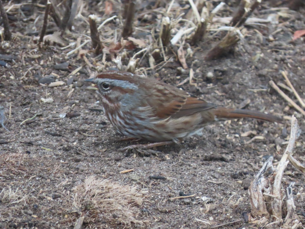 strnadec zpěvný - ML649095028