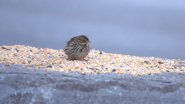 稀樹草鵐 - ML649095032