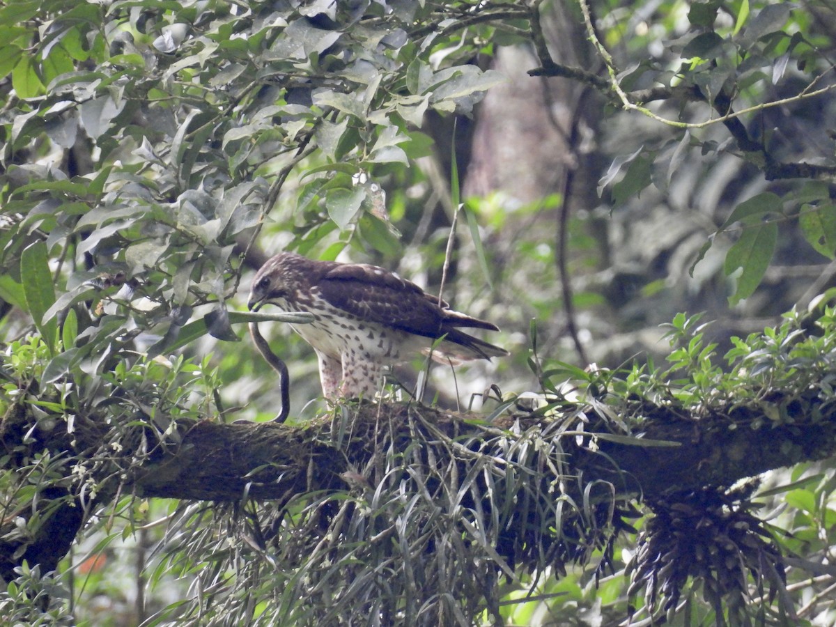 káně širokokřídlá - ML649095167