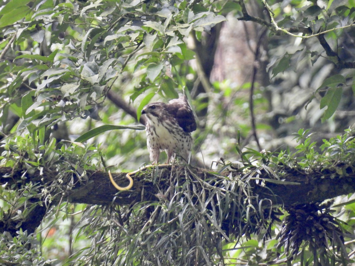 káně širokokřídlá - ML649095170