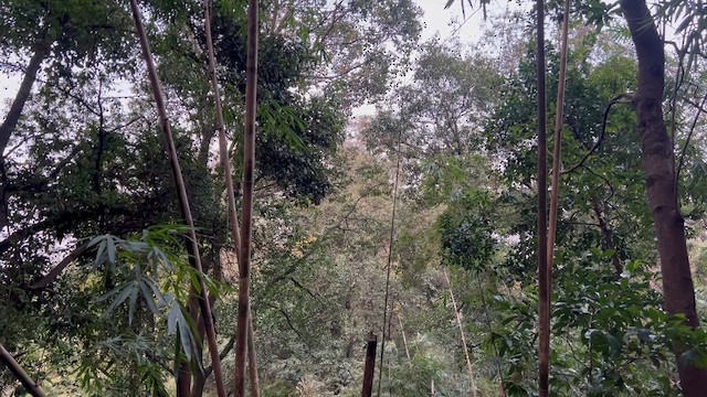 黃眉柳鶯 - ML649095282