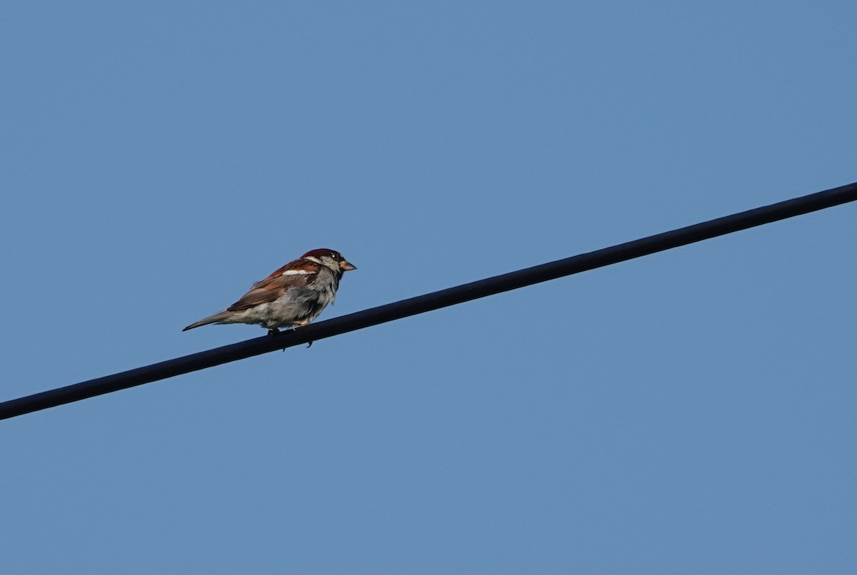 House Sparrow - ML649095687