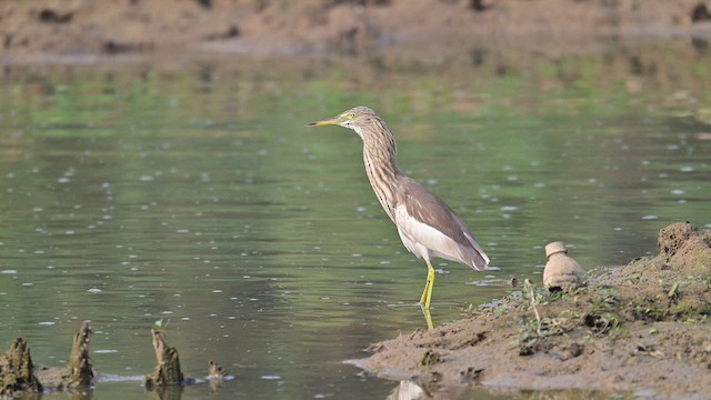 印度池鷺 - ML649095777