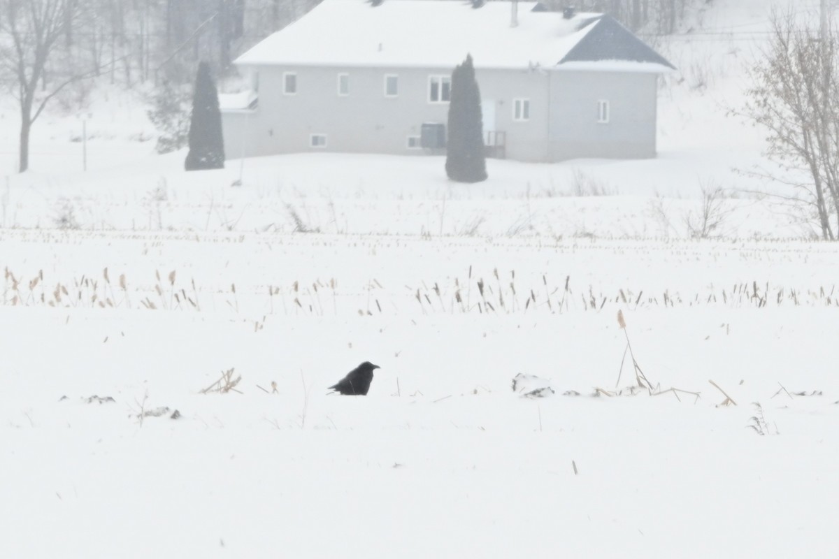 עורב שחור - ML649095912