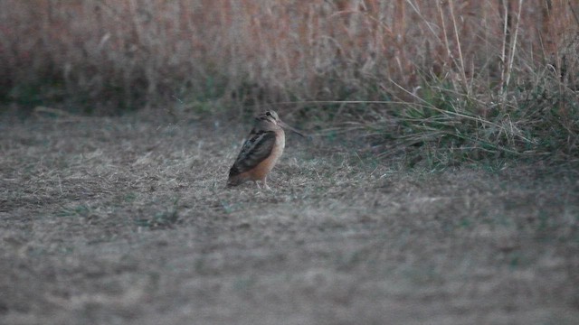 American Woodcock - ML649096166