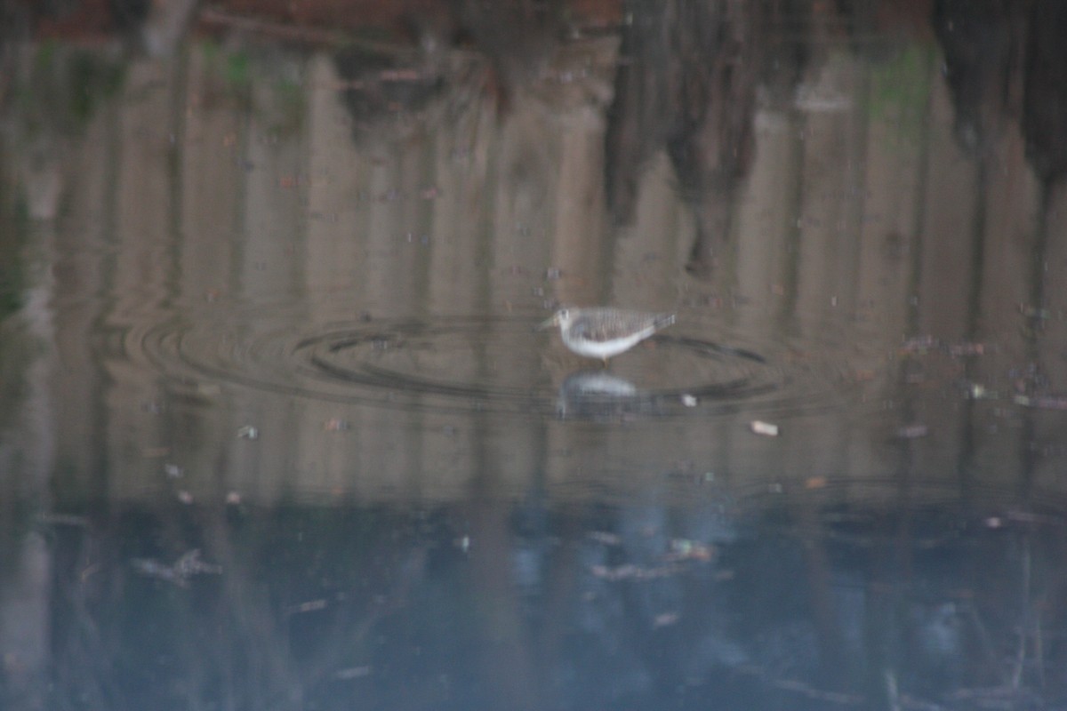 Solitary Sandpiper - ML649096469