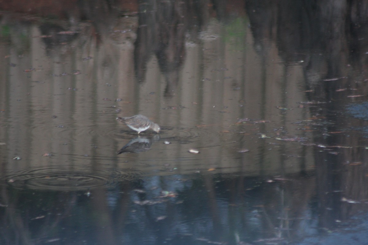 Solitary Sandpiper - ML649096470
