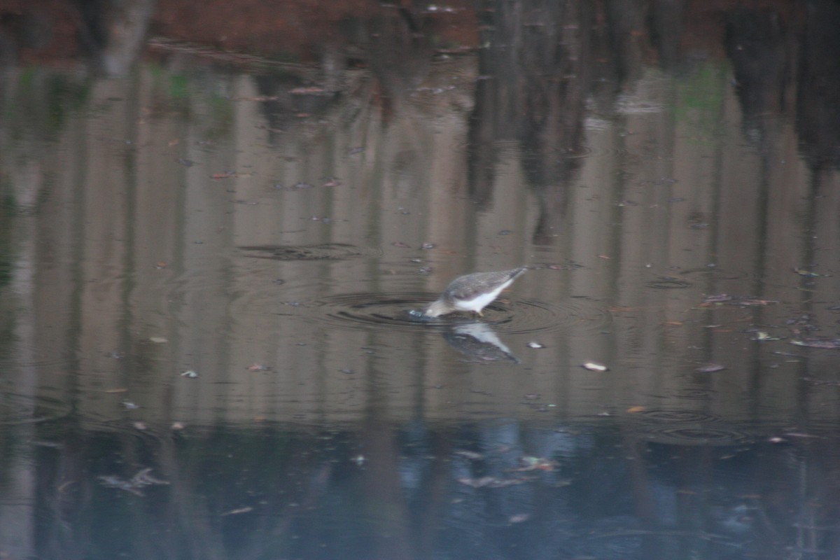 Solitary Sandpiper - ML649096471