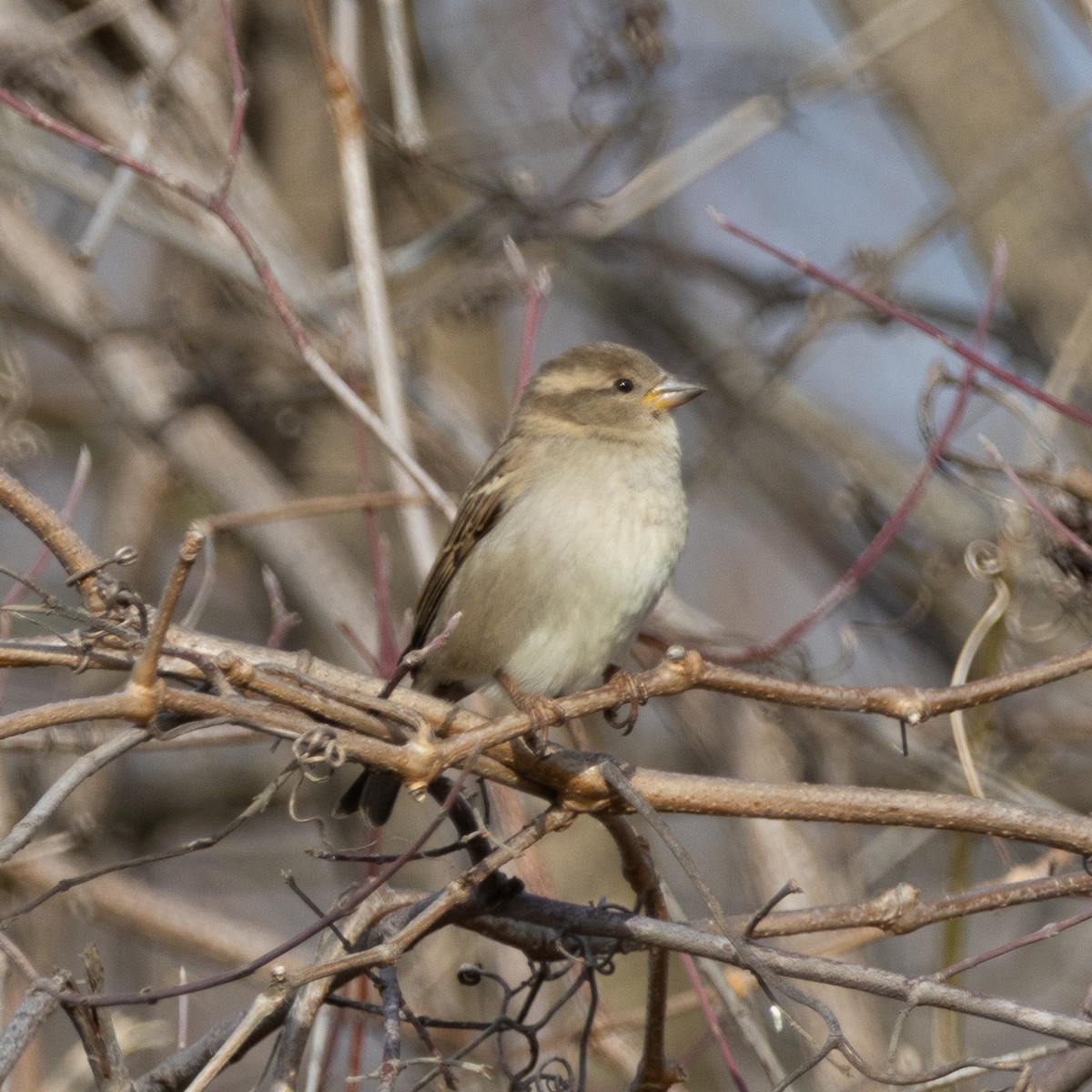 House Sparrow - ML649096611