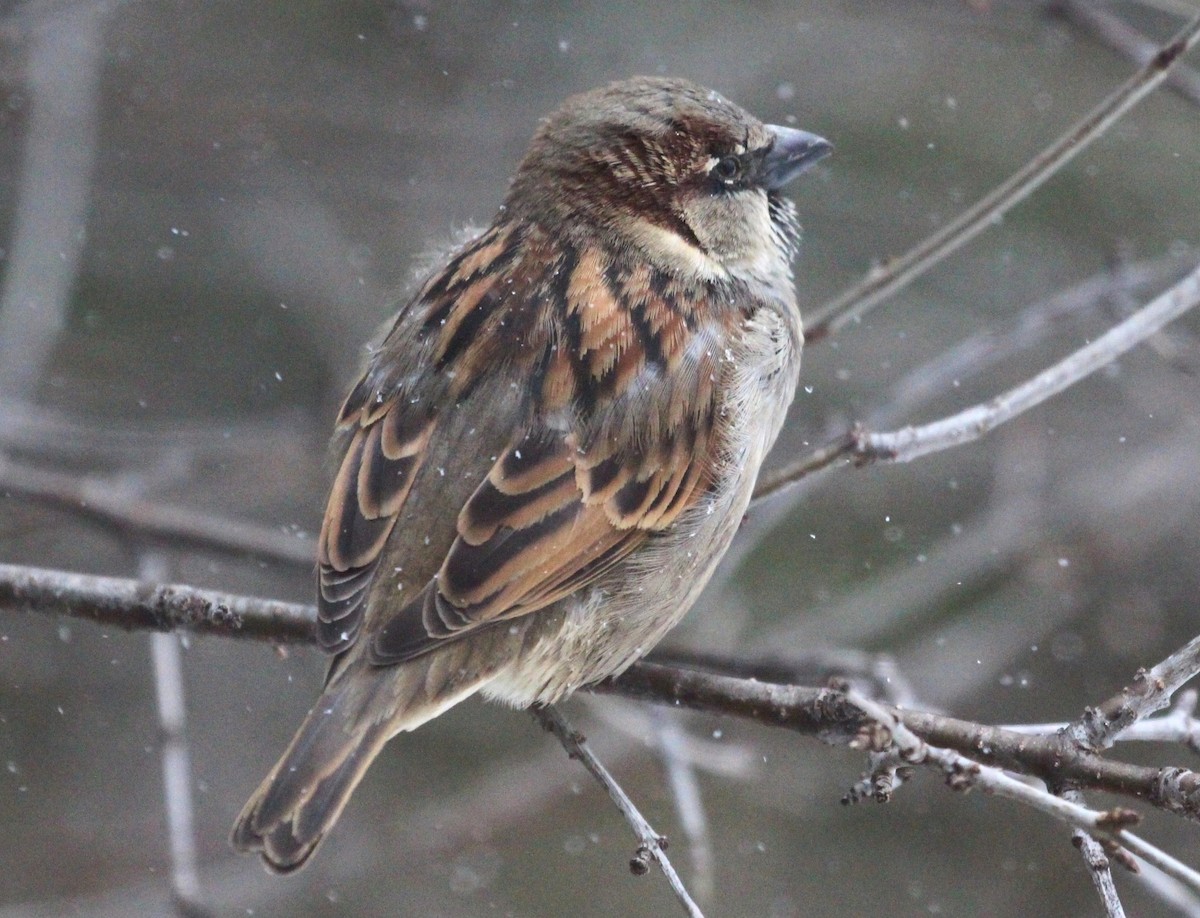House Sparrow - ML649096761