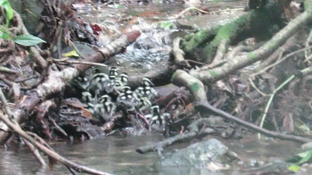 Black-bellied Whistling-Duck - ML649096912