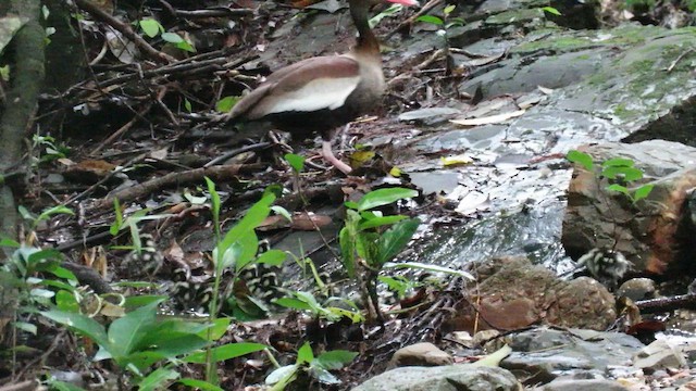 Black-bellied Whistling-Duck - ML649096914