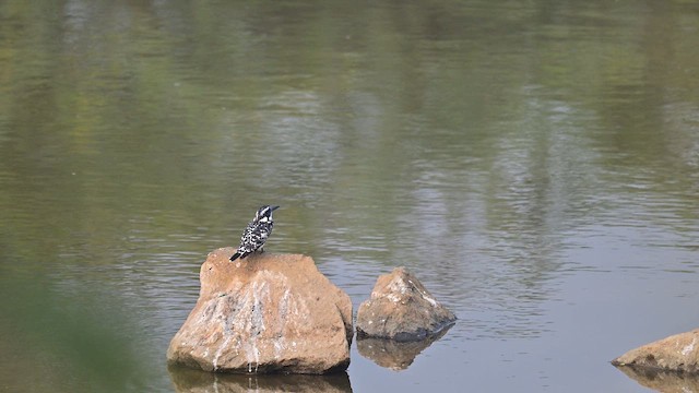 斑翡翠 - ML649096981