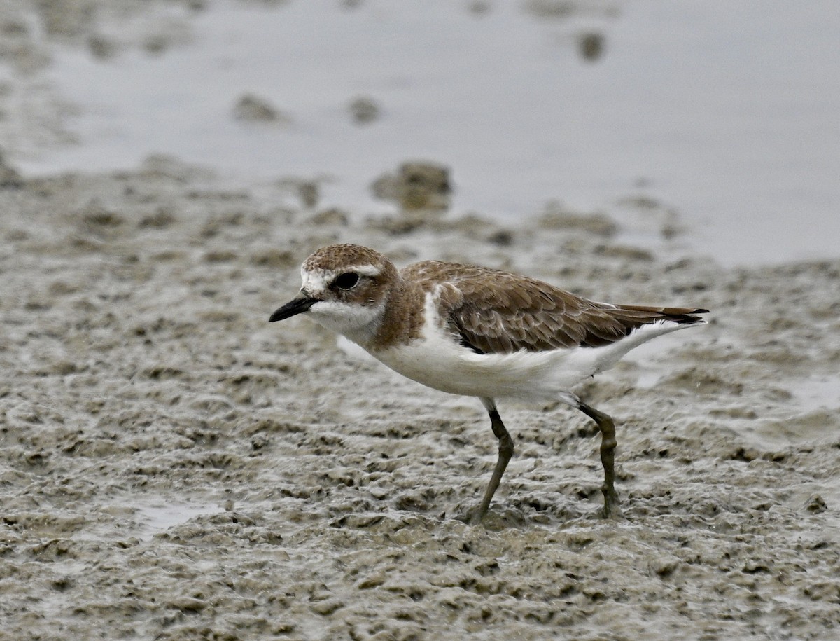 Tibet Cılıbıtı - ML649096985