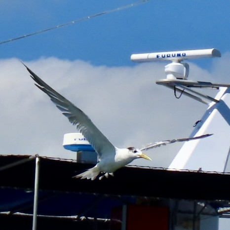 Sterne huppée - ML649097004