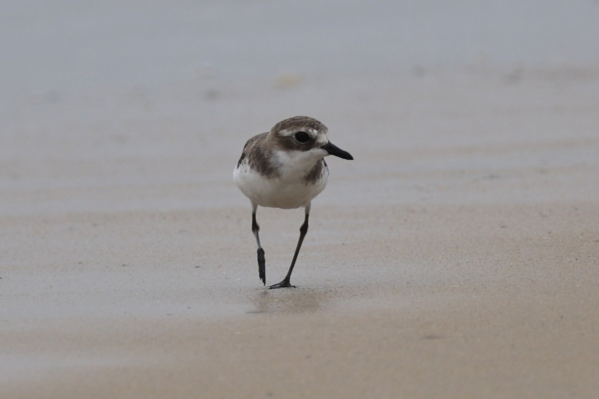 Tibet Cılıbıtı - ML649097180
