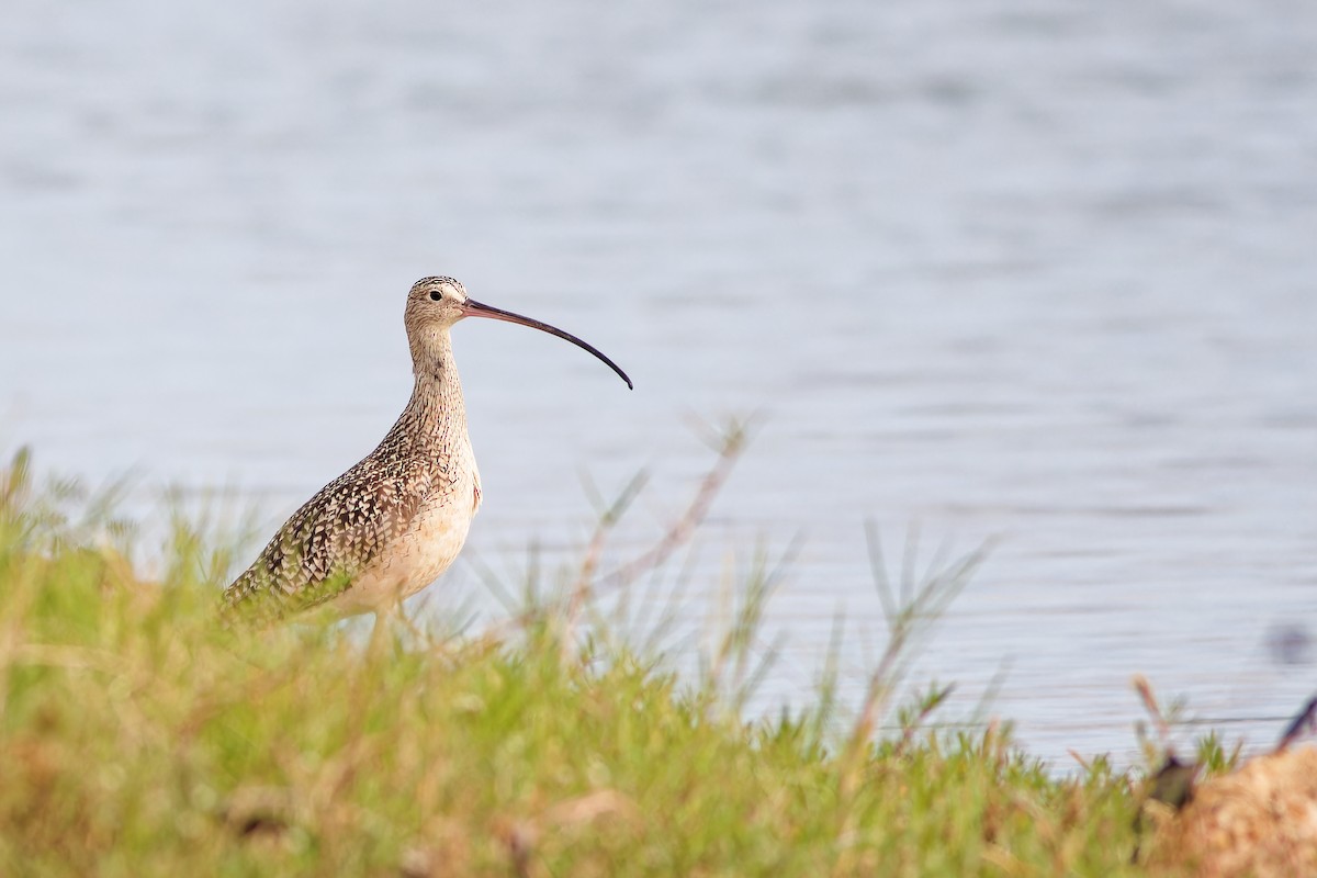 Long-billed Curlew - ML649097525