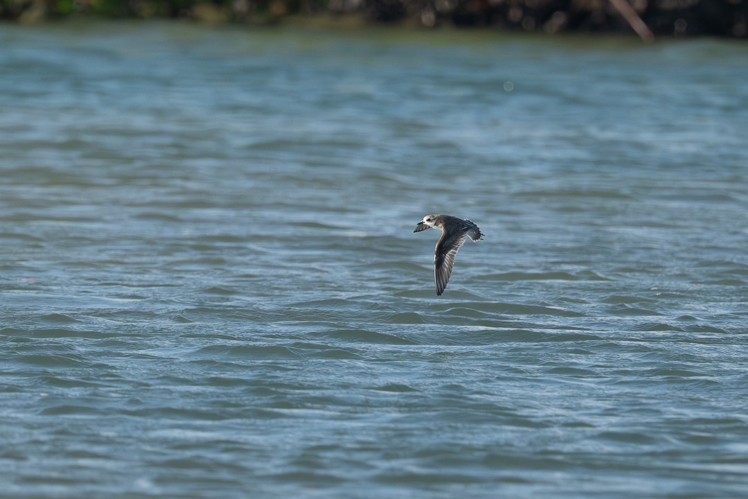 Tibet Cılıbıtı - ML649097752