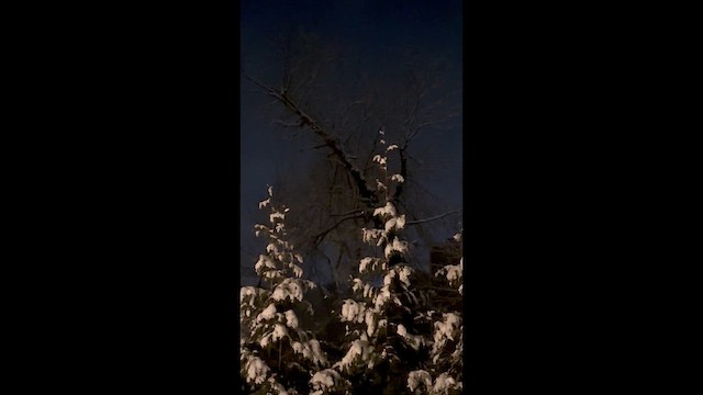 Great Horned Owl - ML649097930