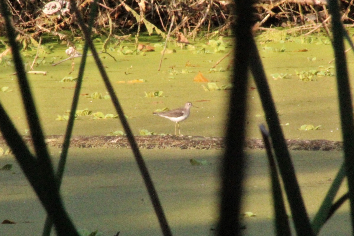 Solitary Sandpiper - ML649098067