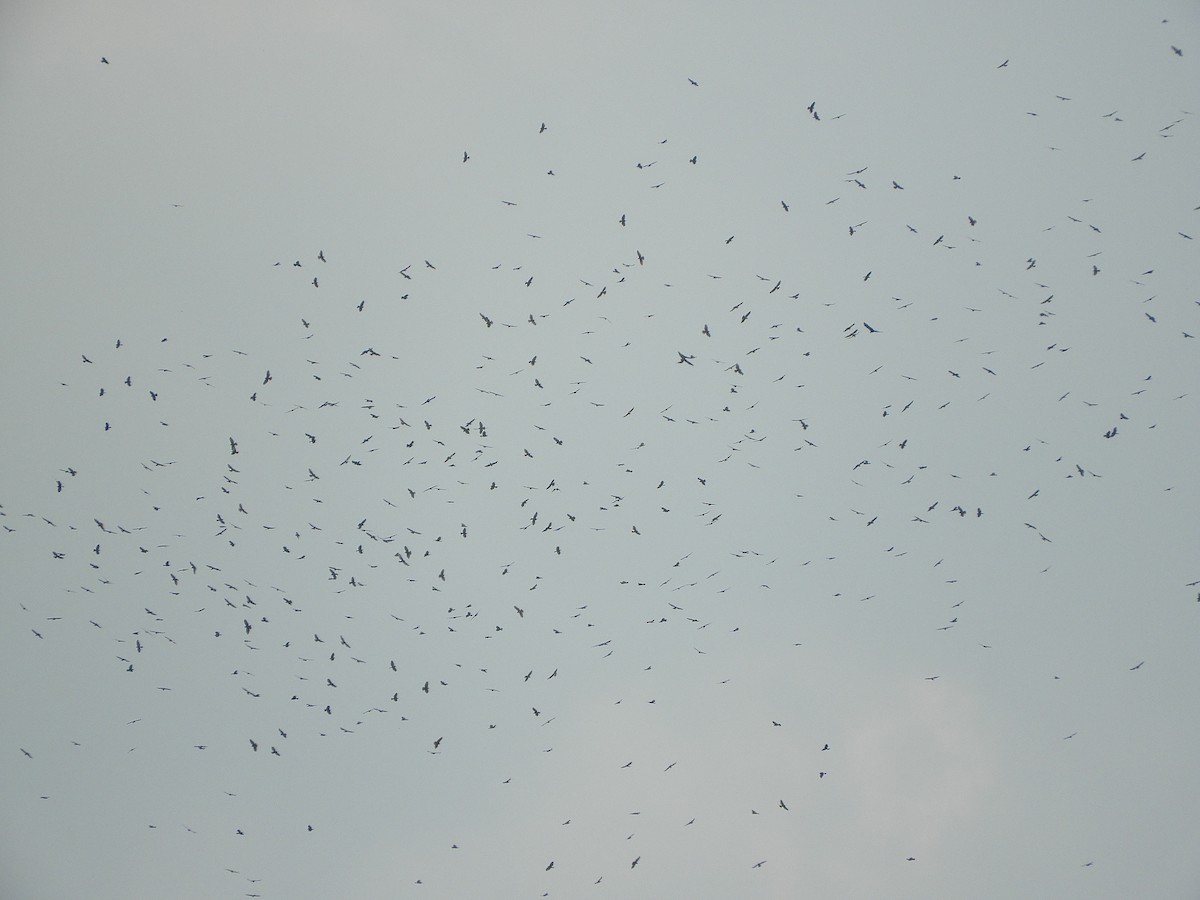 káně širokokřídlá - ML649098164