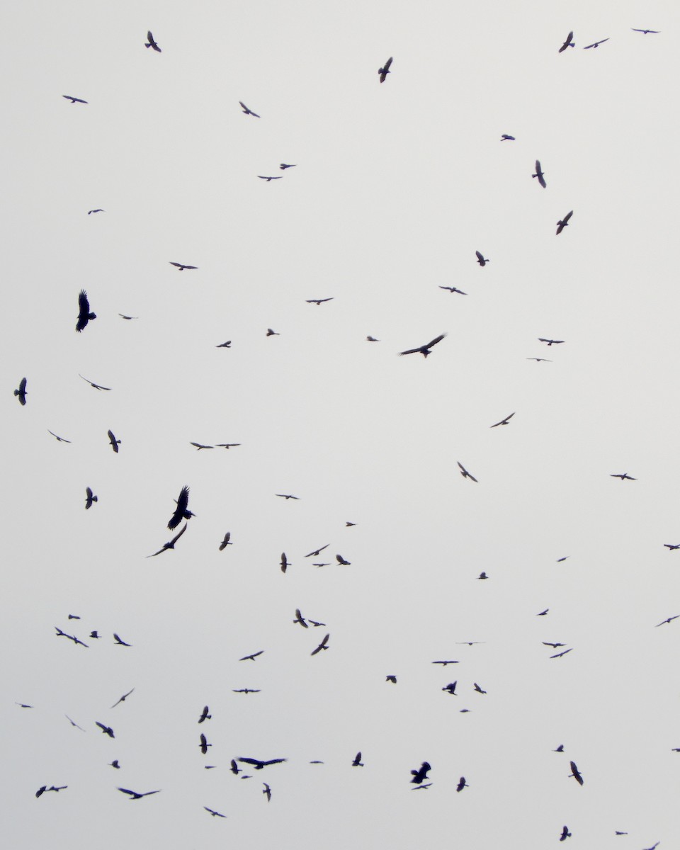 káně širokokřídlá - ML649098168