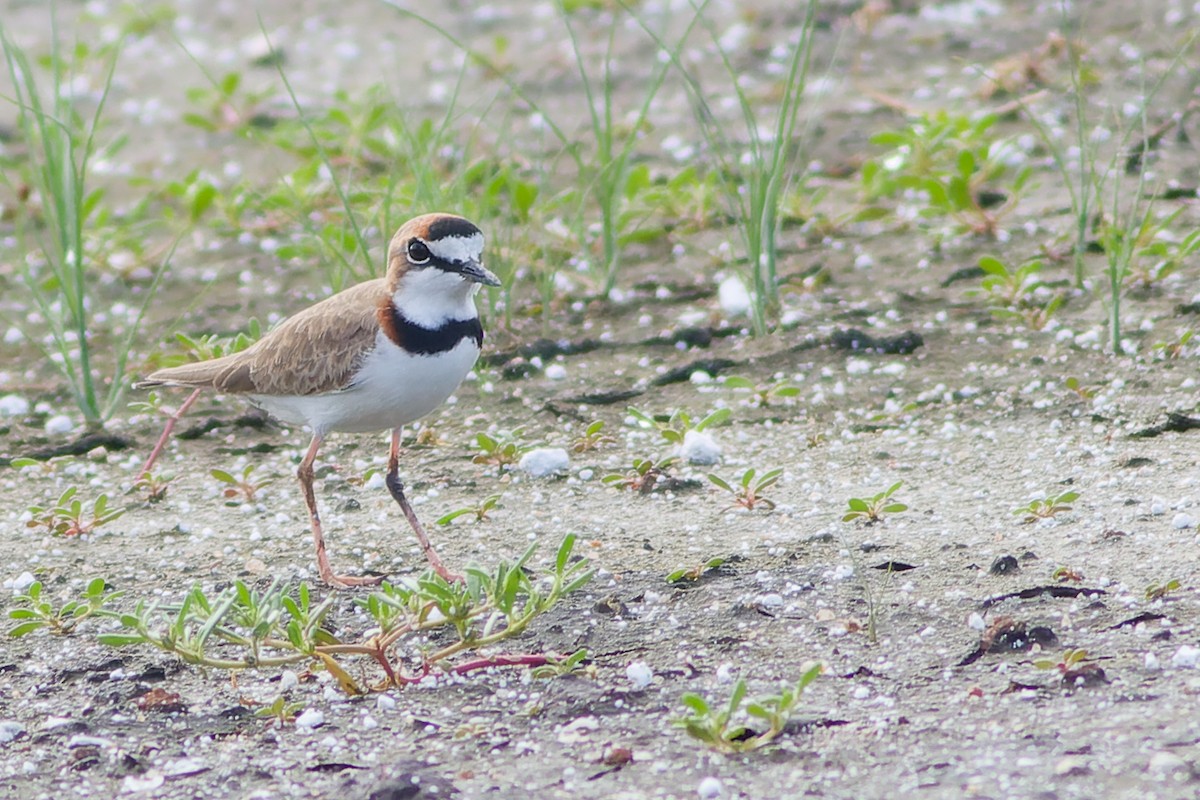 Collared Plover - ML649098364