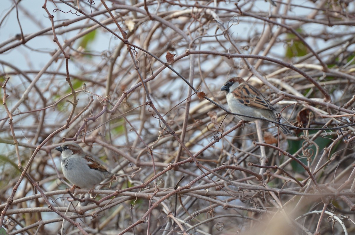 House Sparrow - ML649098475