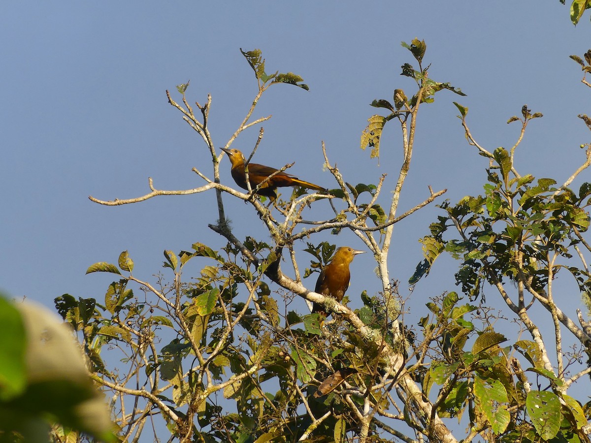 Russet-backed Oropendola - ML649098616