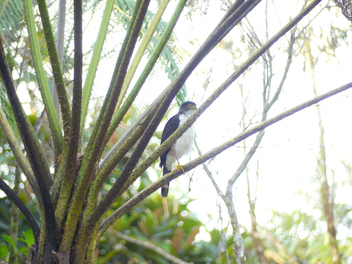 Bicolored Hawk - ML649098704