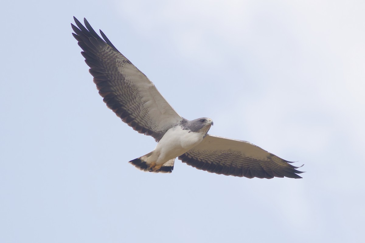 White-tailed Hawk - ML649098955