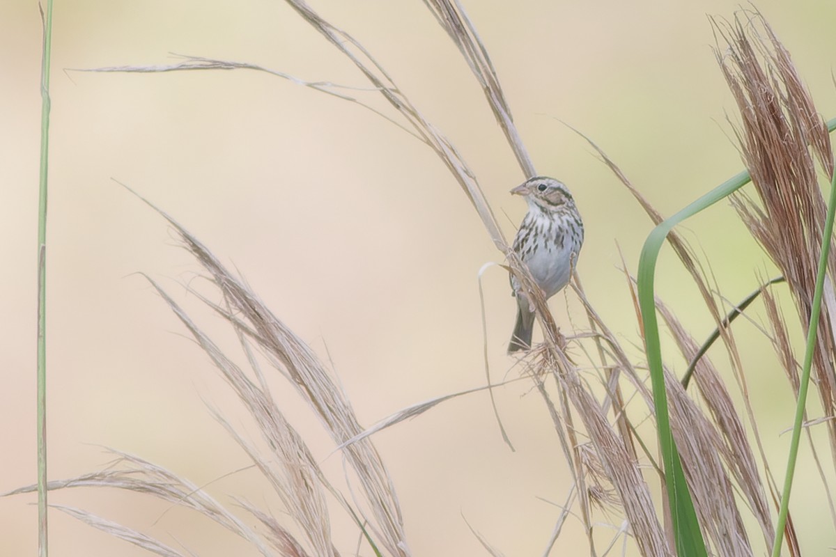 Savannah Sparrow - ML649099003