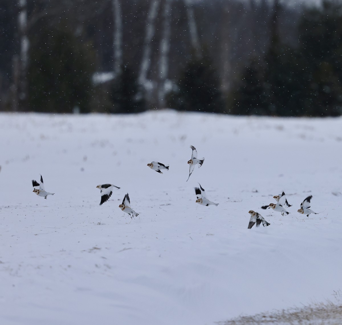 sněhule severní - ML649099021