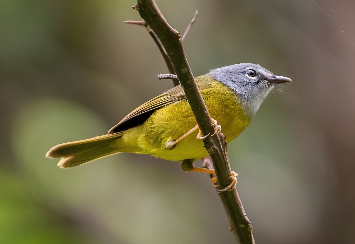 White-lored Warbler - ML649099055