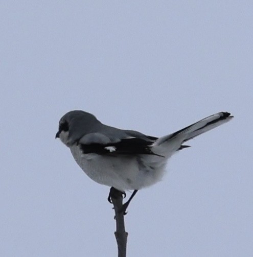 ťuhýk severní - ML649099133