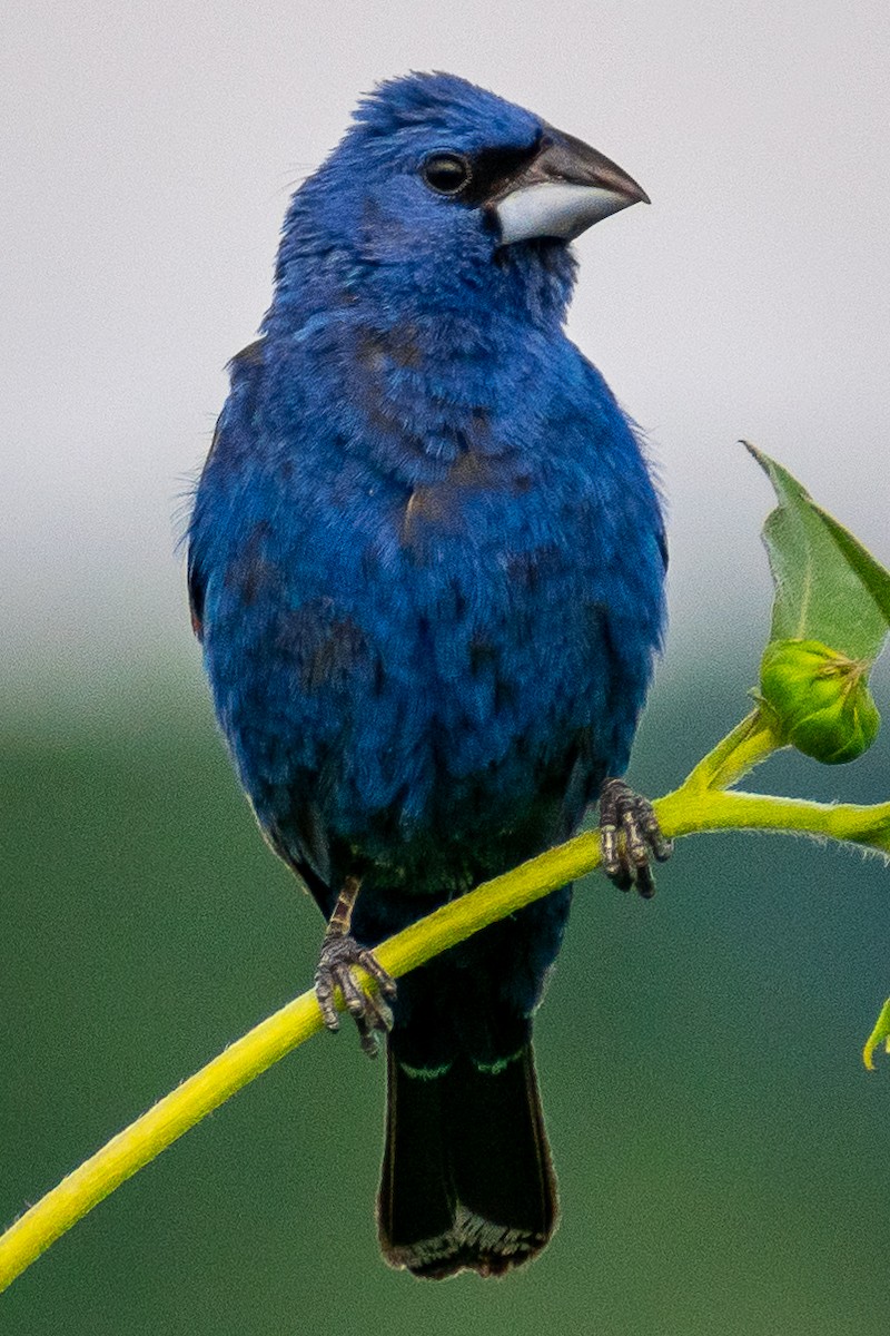 Blue Grosbeak - ML649099333