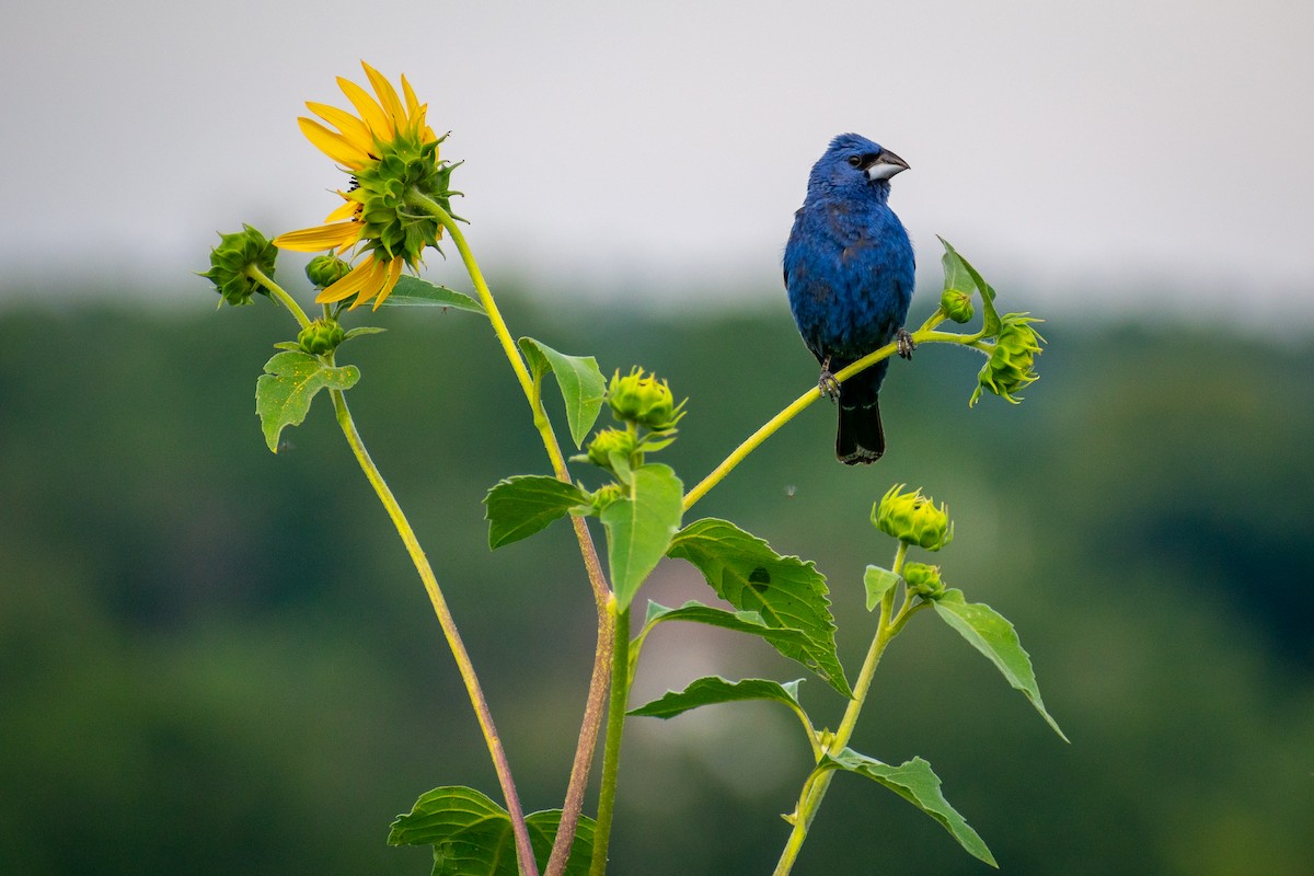 Blue Grosbeak - ML649099334