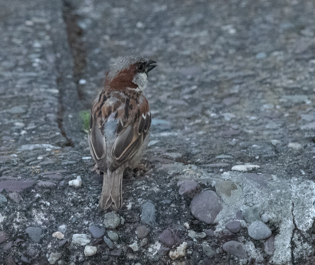 House Sparrow - ML649099374