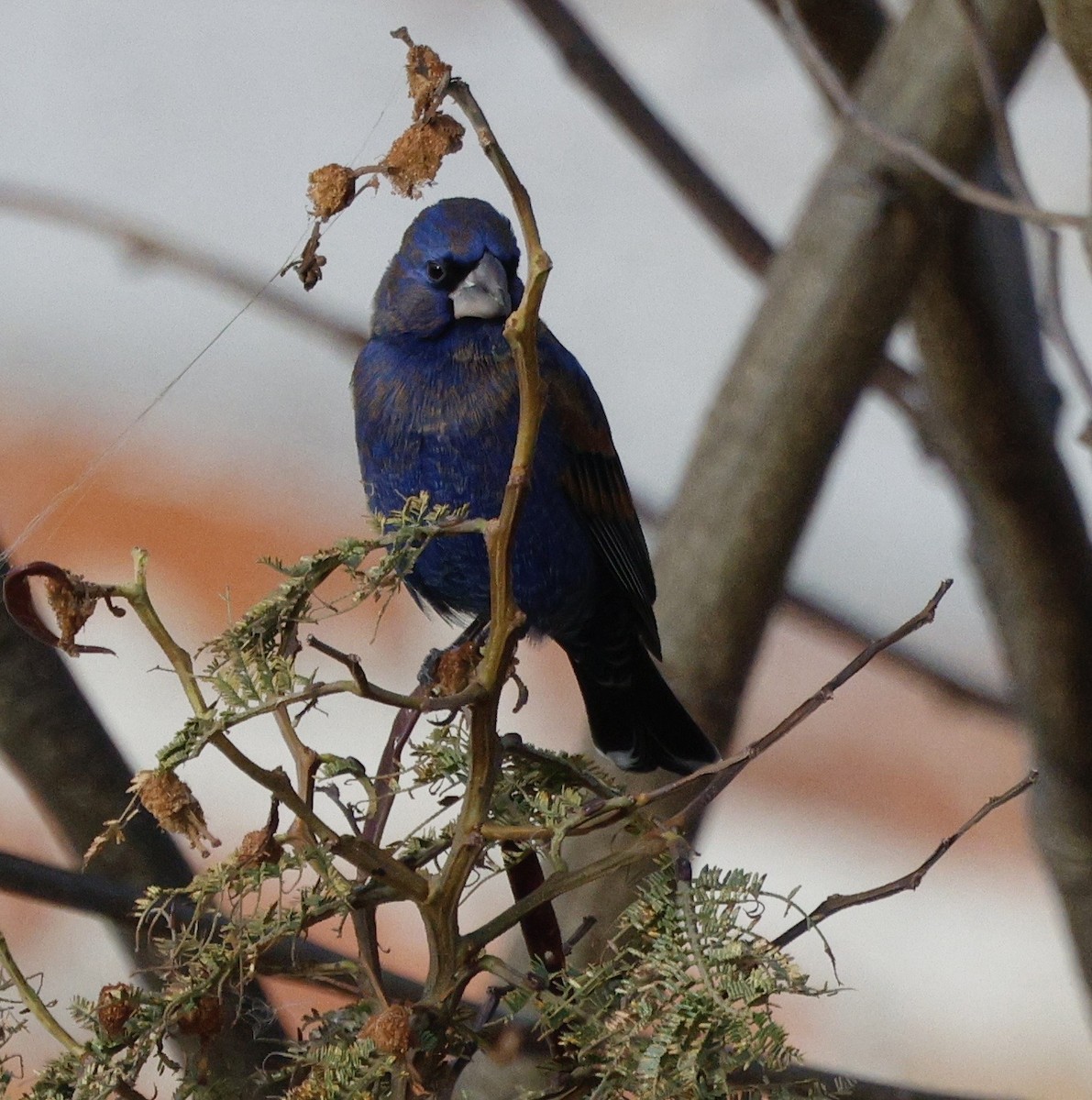 Blue Grosbeak - ML649099404